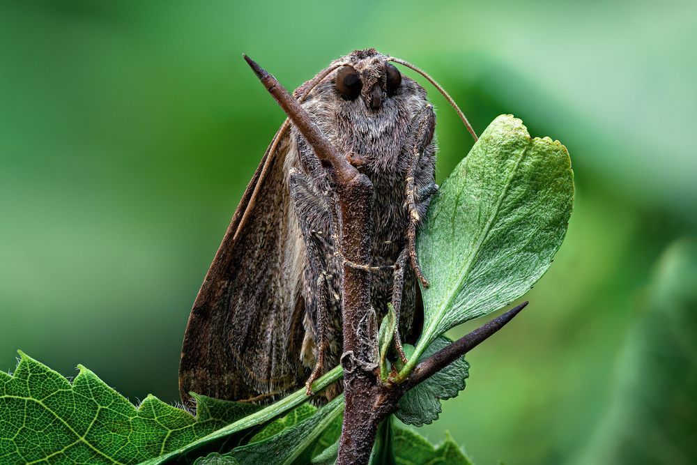 Xestia c-nigrum