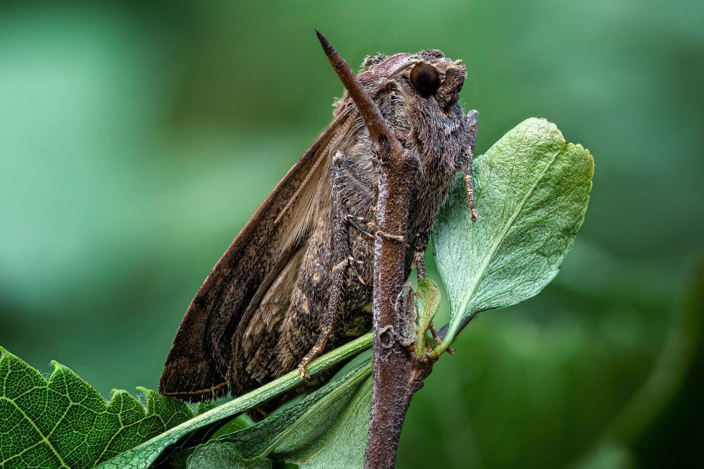 Xestia c-nigrum