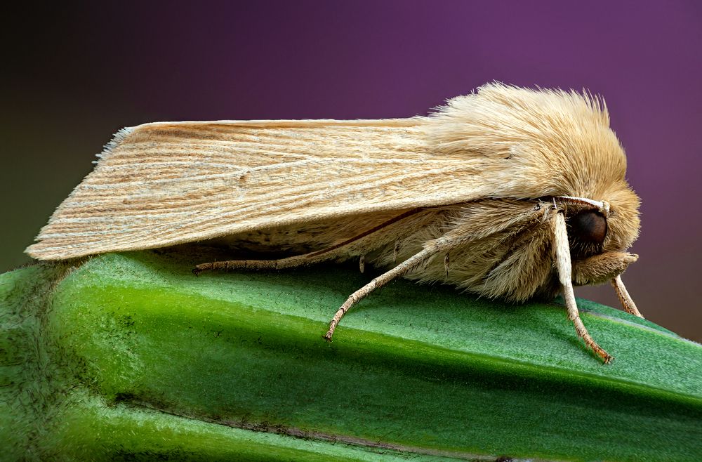 Mythimna impura