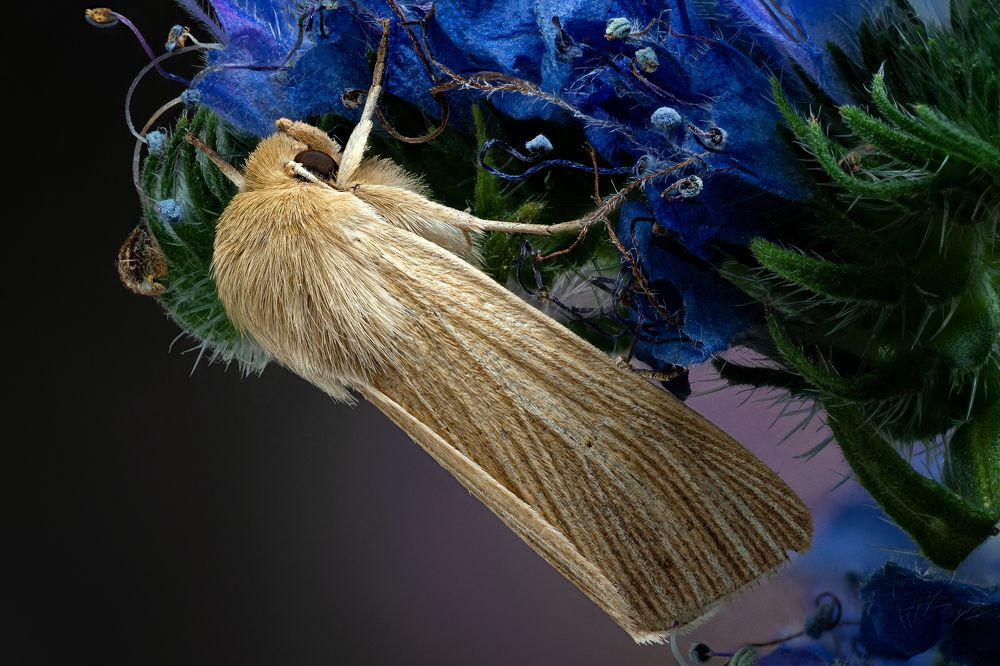 Mythimna impura