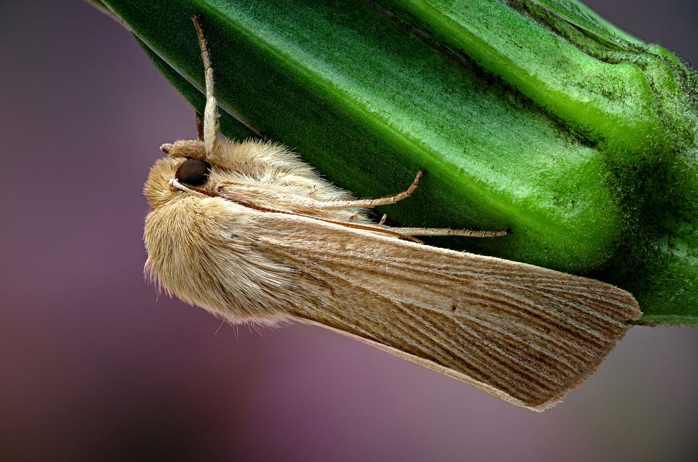 Mythimna impura