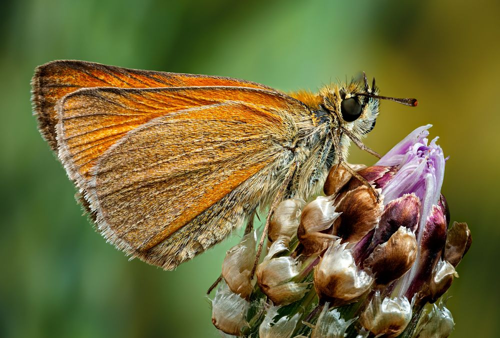 Hesperiidae