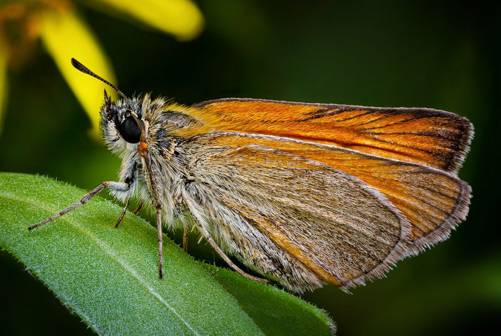 Hesperiidae