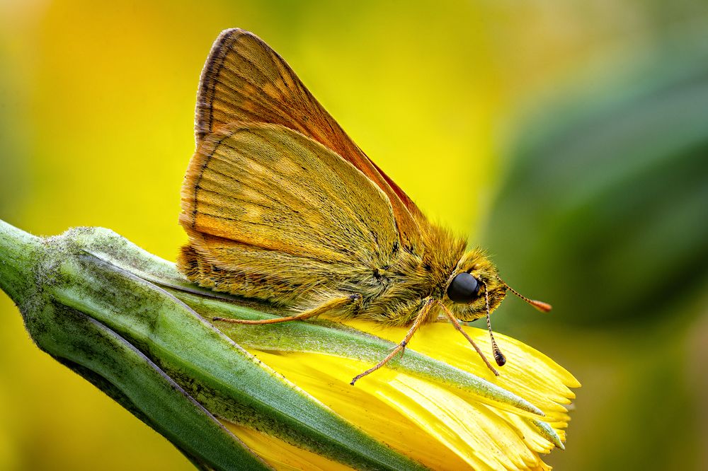 Ochlodes faunus