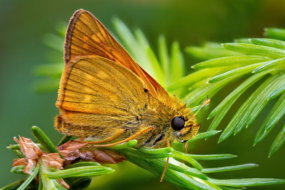 Ochlodes faunus