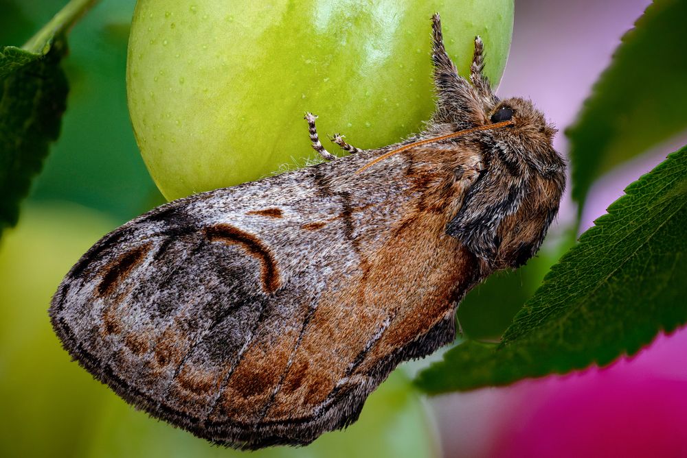 Notodonta ziczac