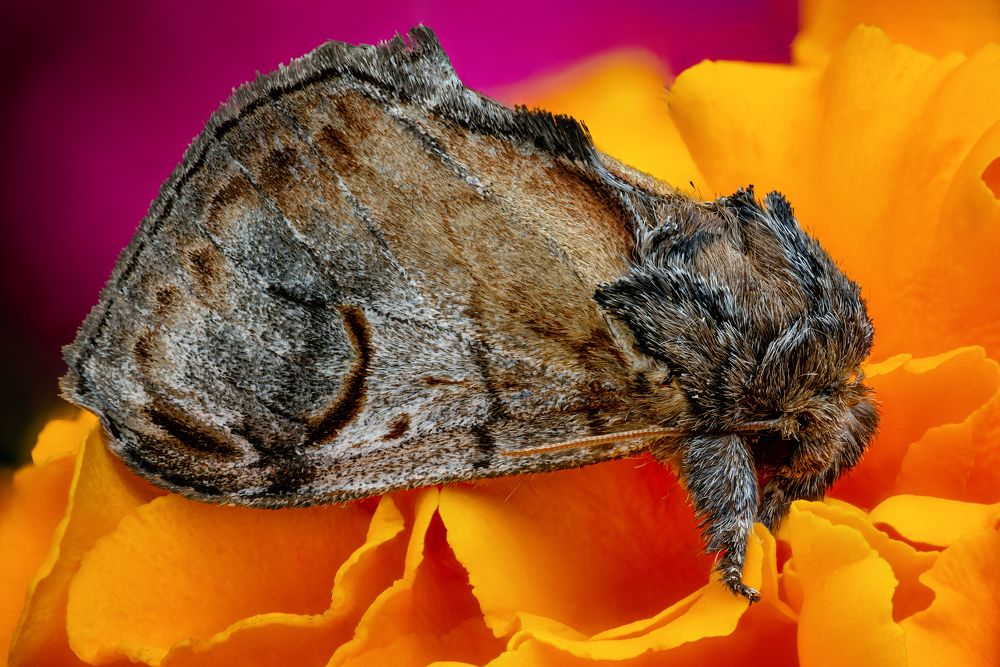 Notodonta ziczac