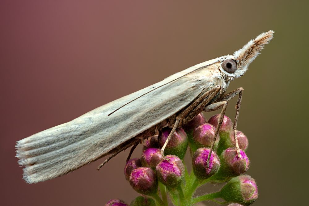Crambidae