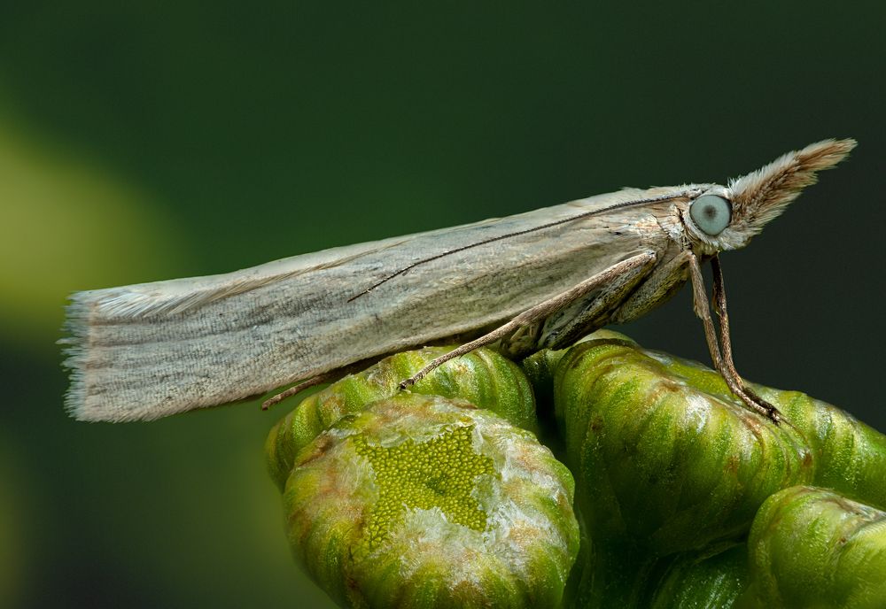 Crambidae