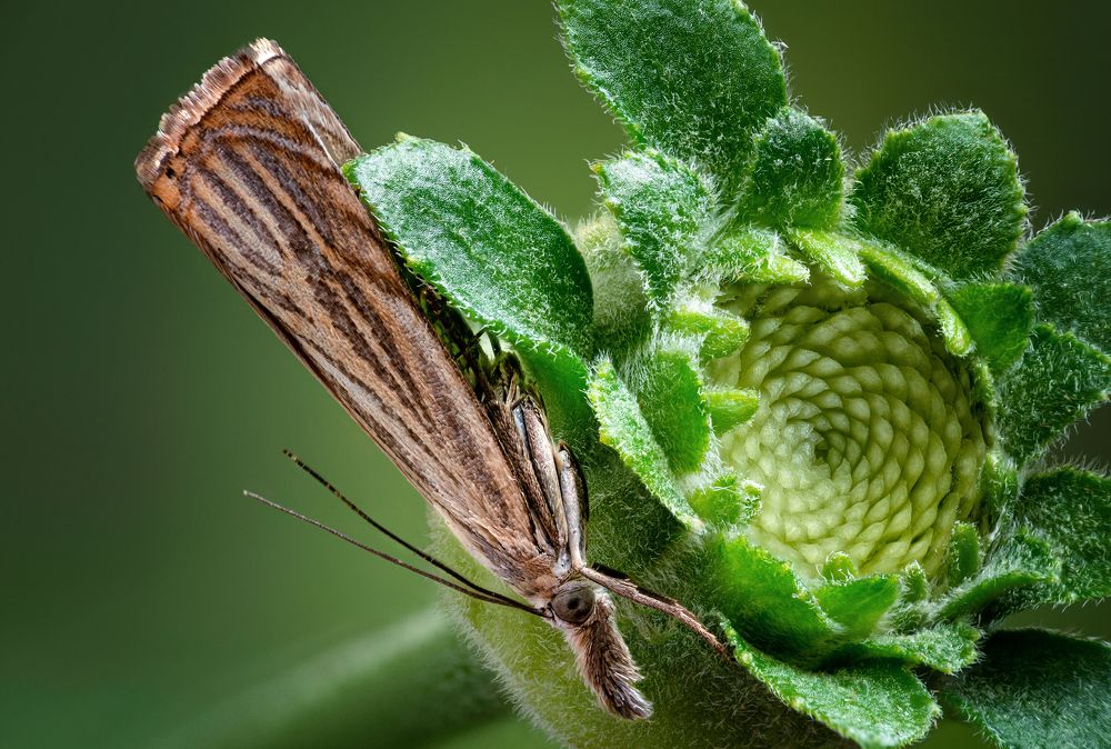 Crambidae