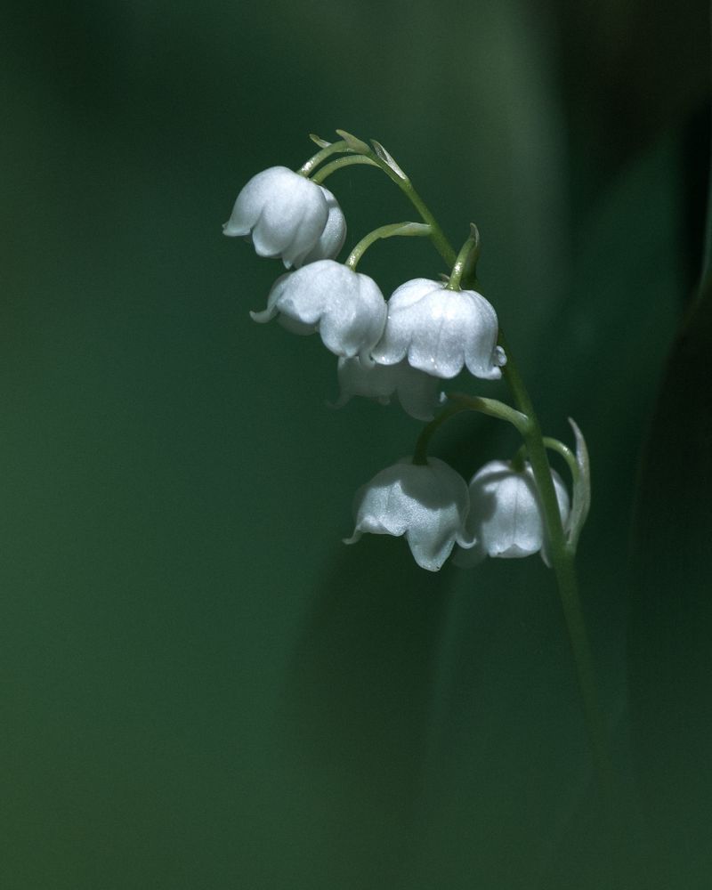 Photo 2295066