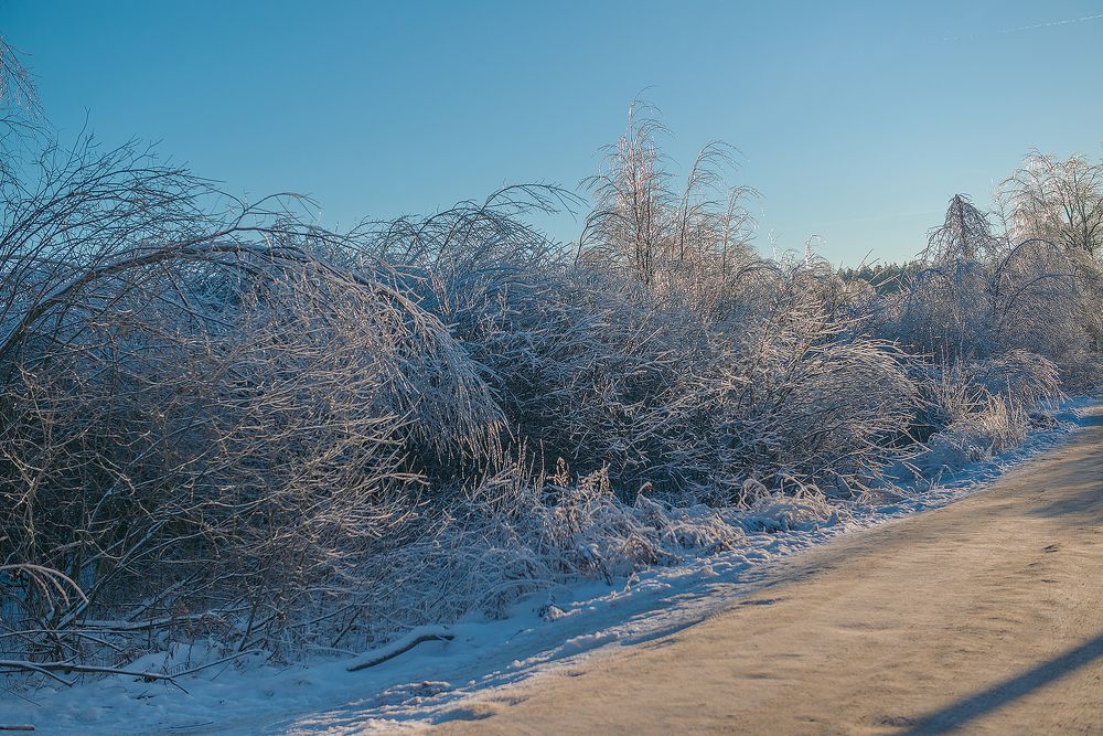 Зимний лес в хрустальных нарядах