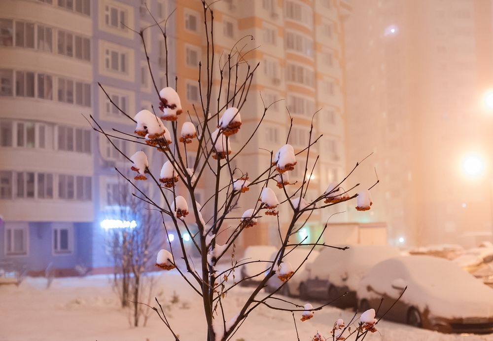 Снежное утро