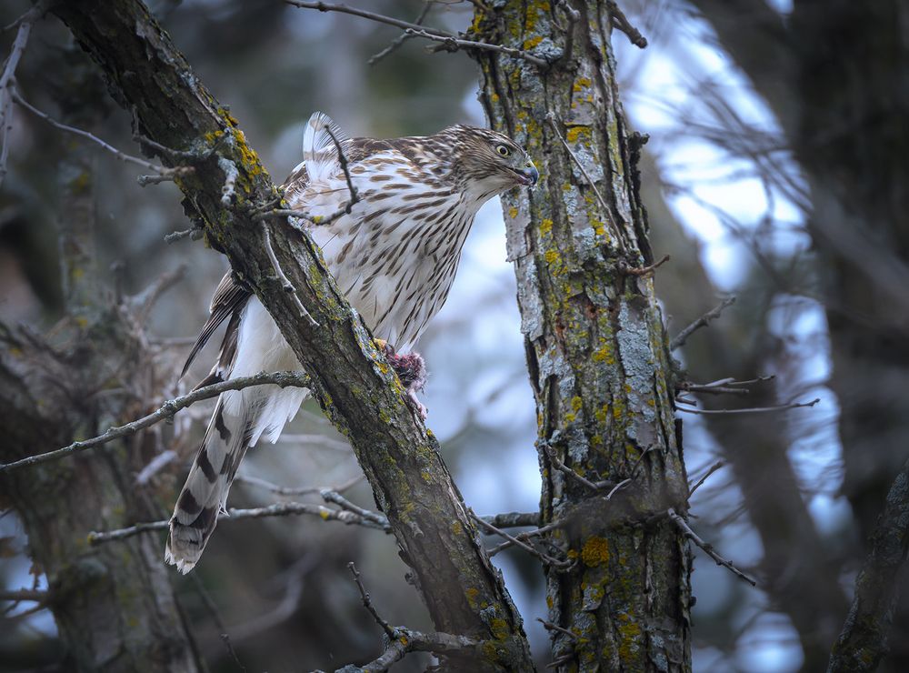 Cooper's hawk (immature)