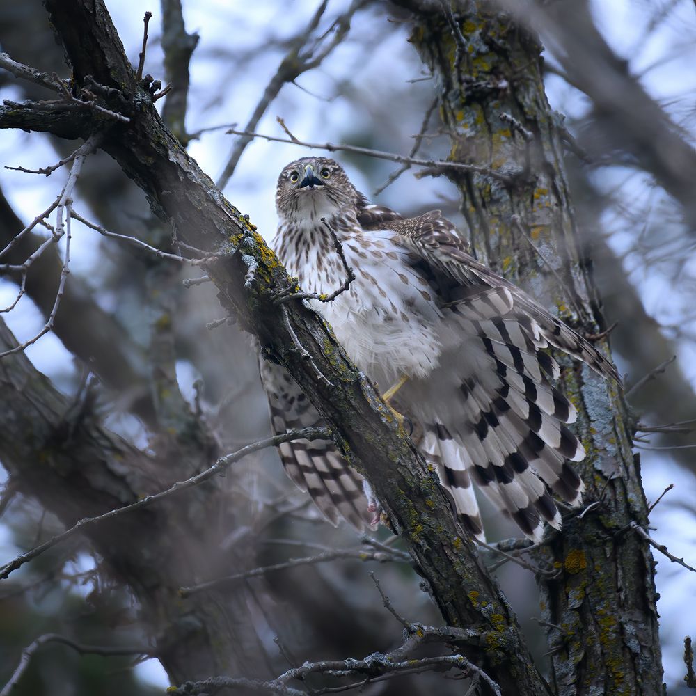 Cooper's hawk (immature)