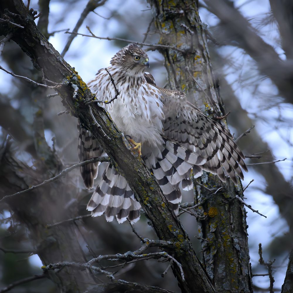 Cooper's hawk (immature)