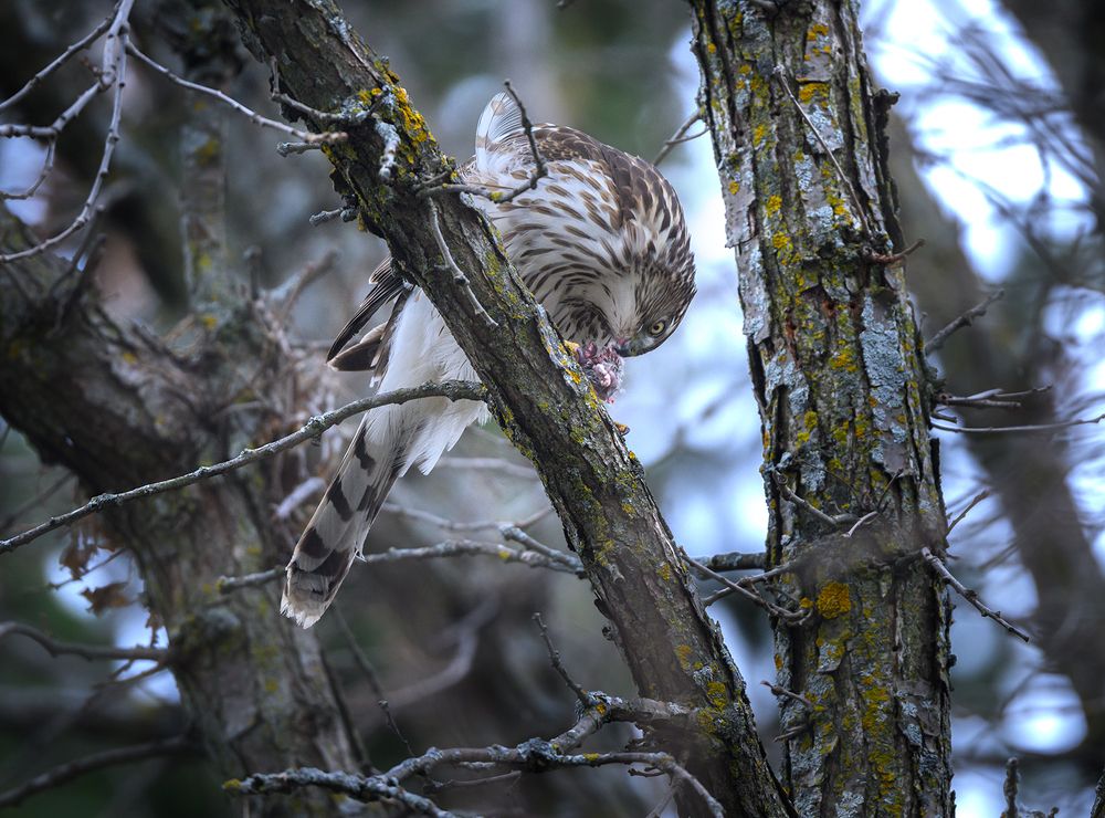Cooper's hawk (immature)