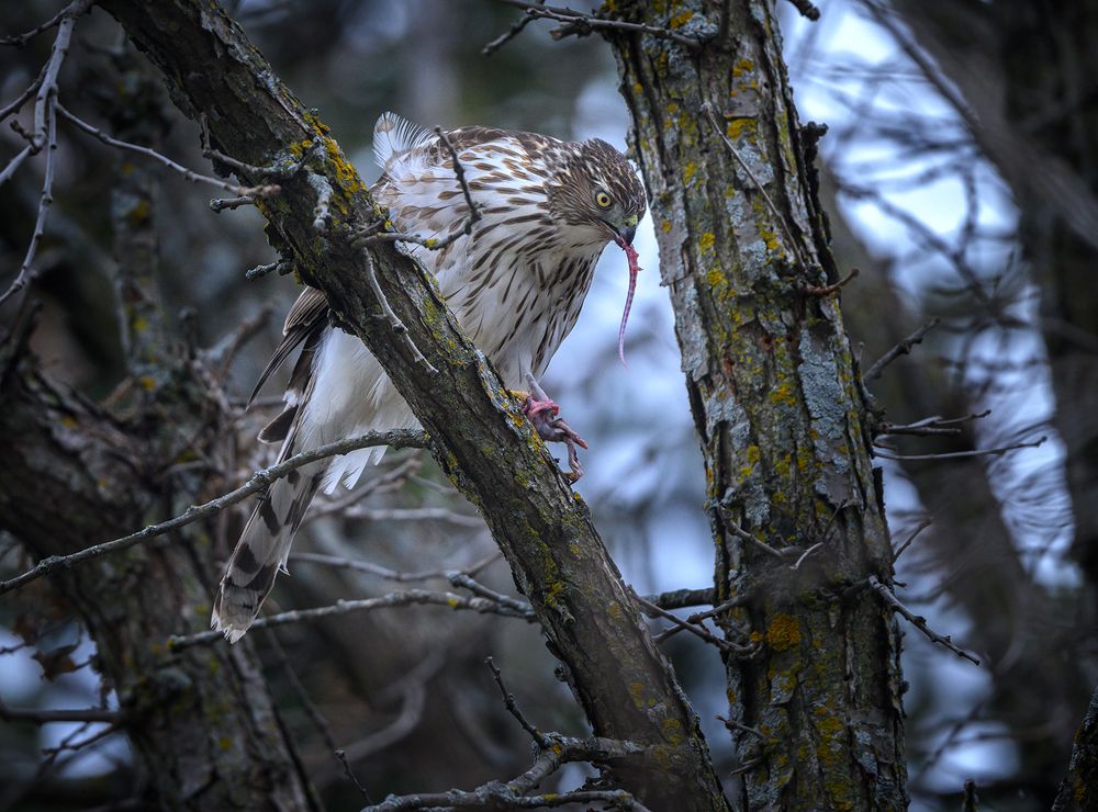 Cooper's hawk (immature)