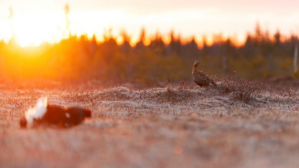 Косачи.