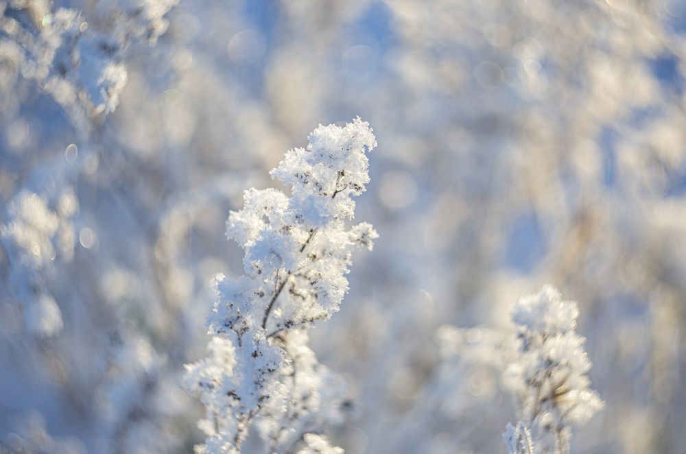 Photo 2299049