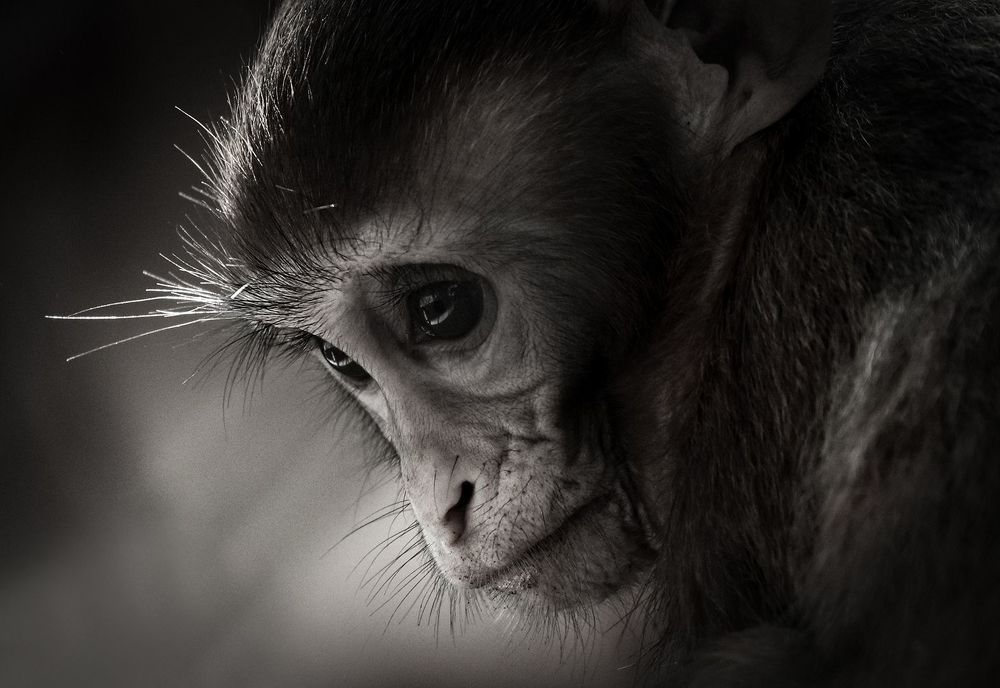 Photo 2299080