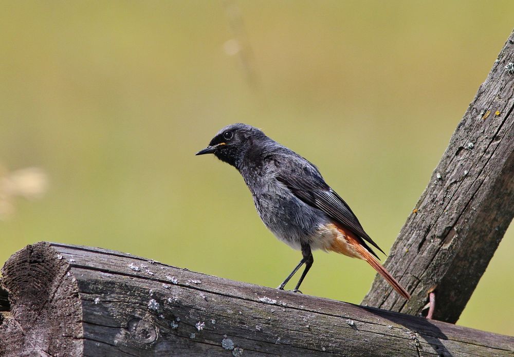 Photo 2299158
