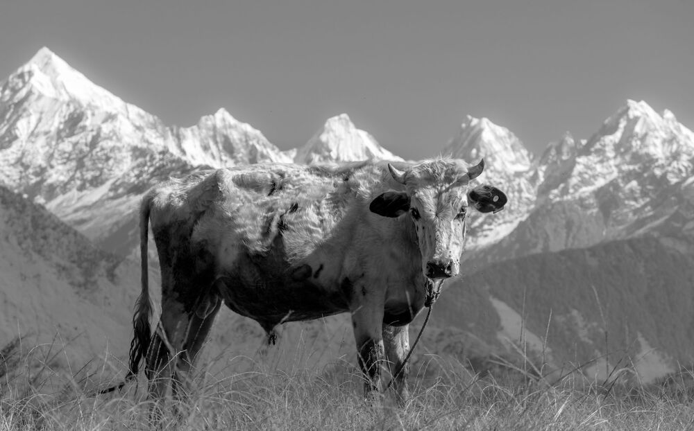 uttarakhand himalayas india