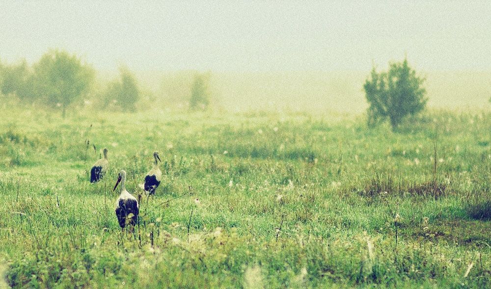 Photo 23293