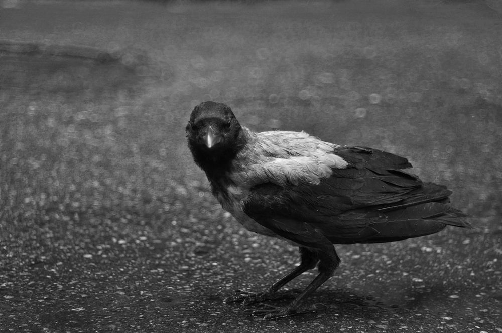Photo 23296