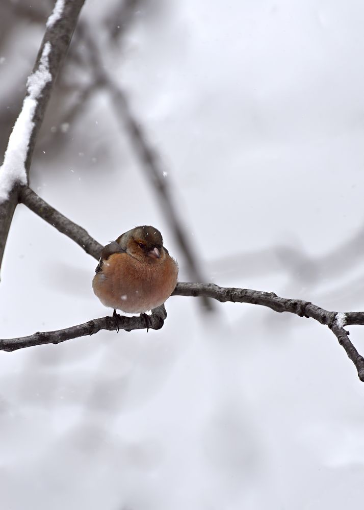 Самец