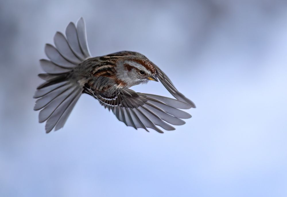 American Tree Sparrow