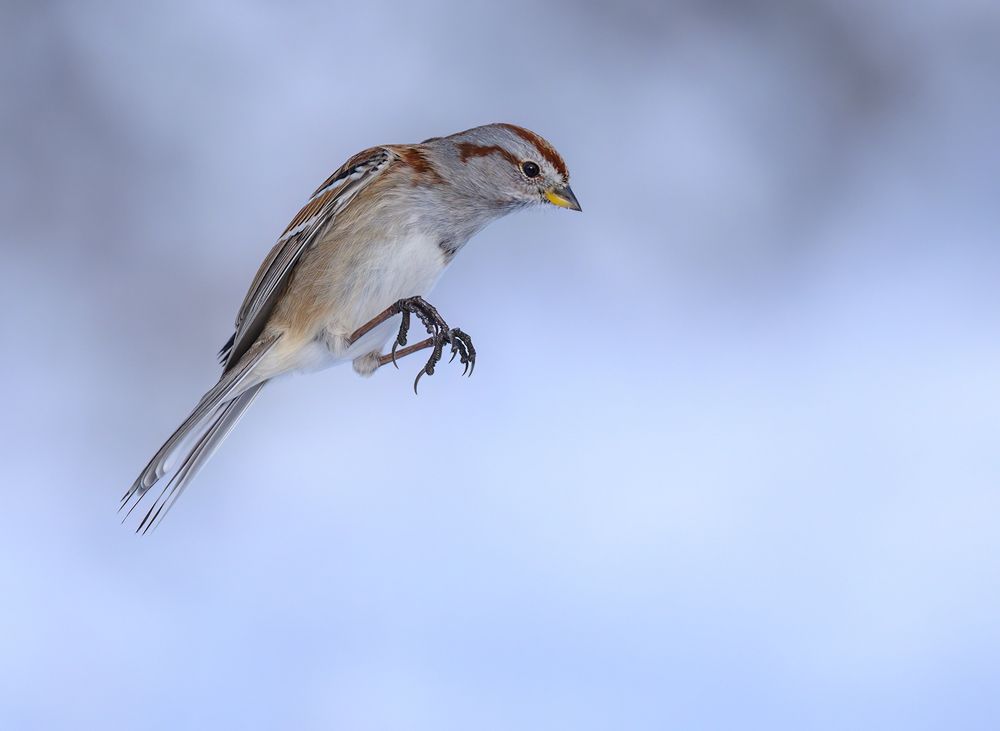 American Tree Sparrow