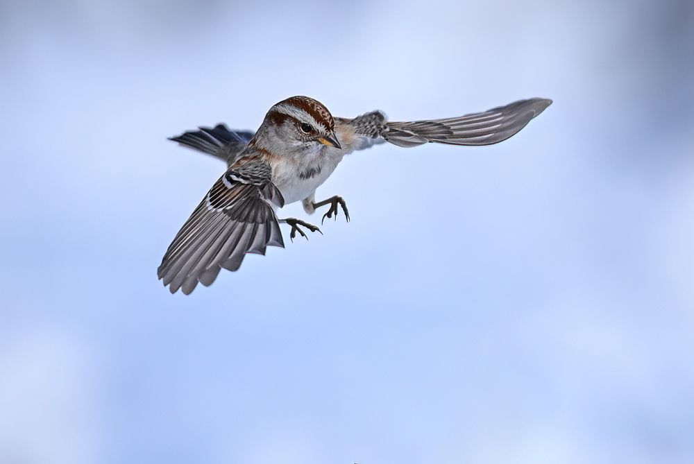American Tree Sparrow