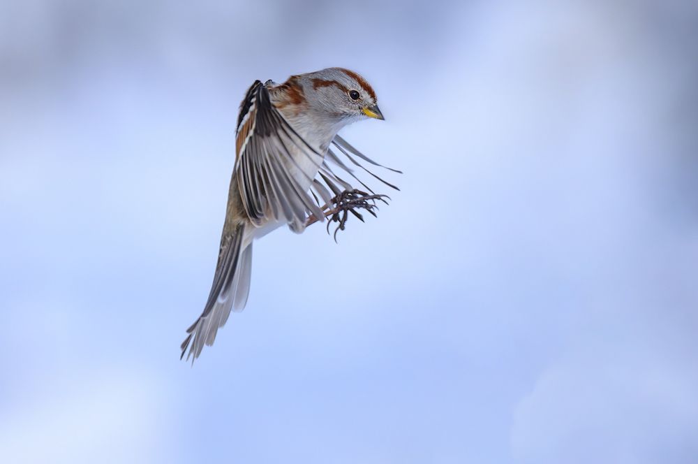 American Tree Sparrow