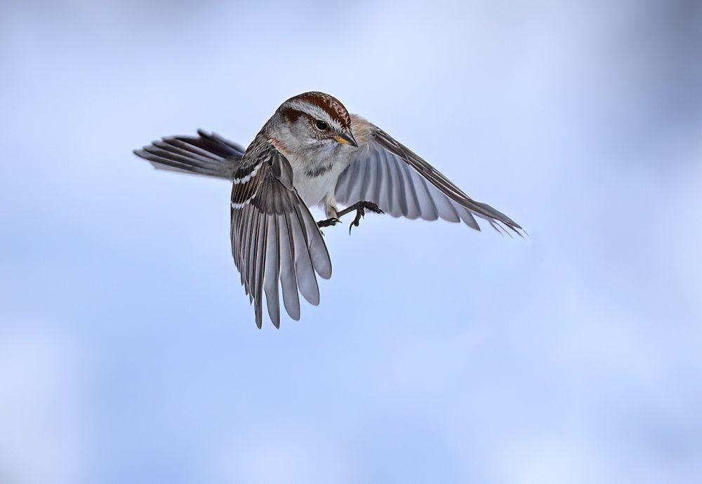American Tree Sparrow