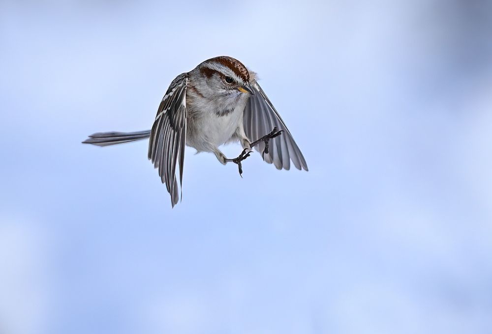 American Tree Sparrow