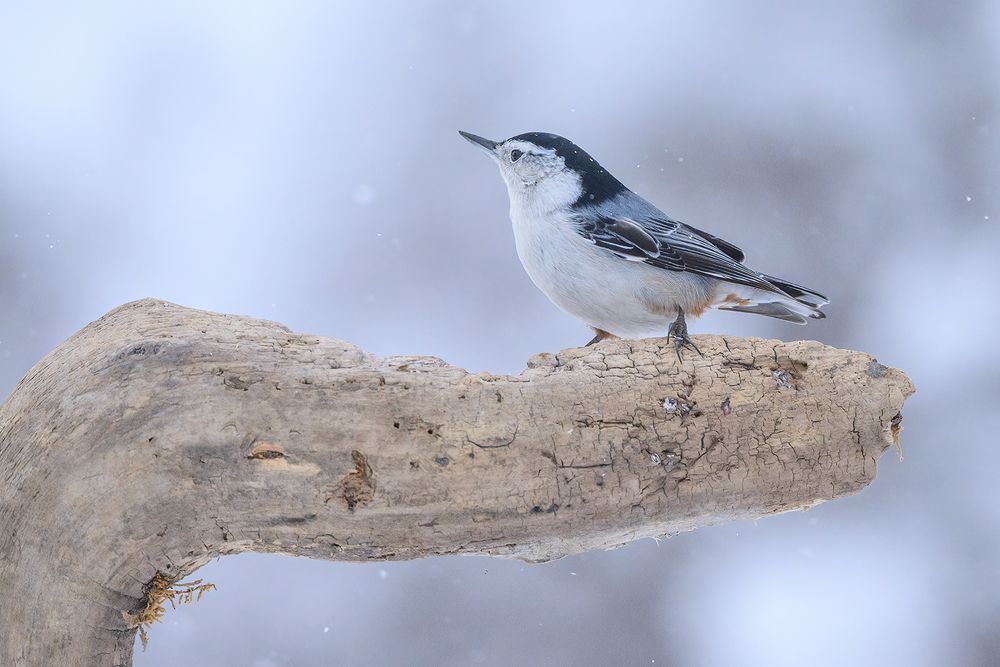 White-breasted nuthatch vs. Black-capped chickadee