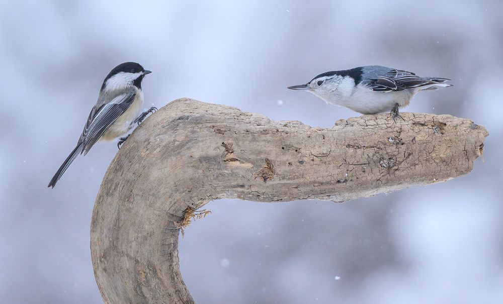White-breasted nuthatch vs. Black-capped chickadee