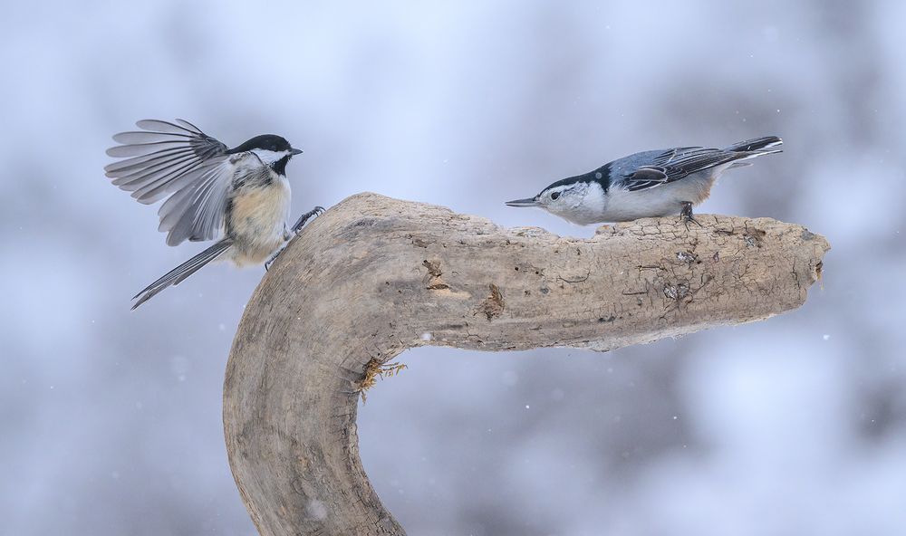 White-breasted nuthatch vs. Black-capped chickadee