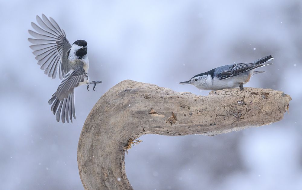 White-breasted nuthatch vs. Black-capped chickadee