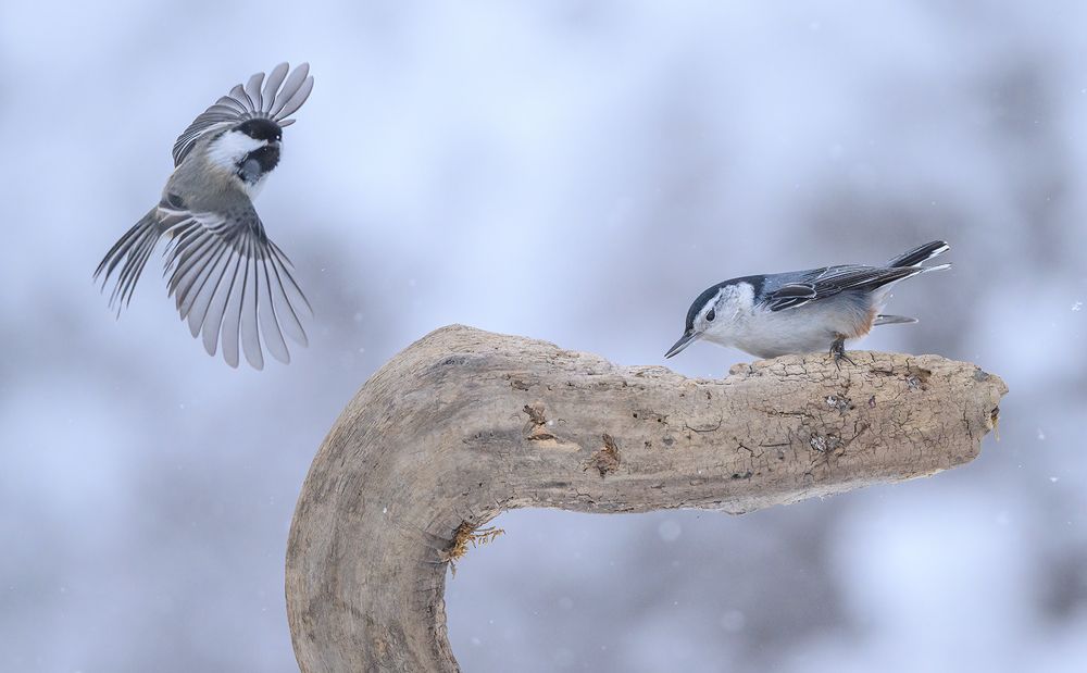 White-breasted nuthatch vs. Black-capped chickadee