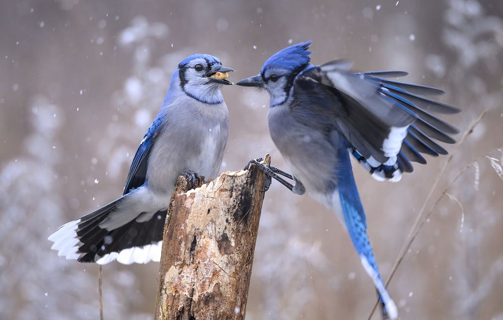 Blue jay