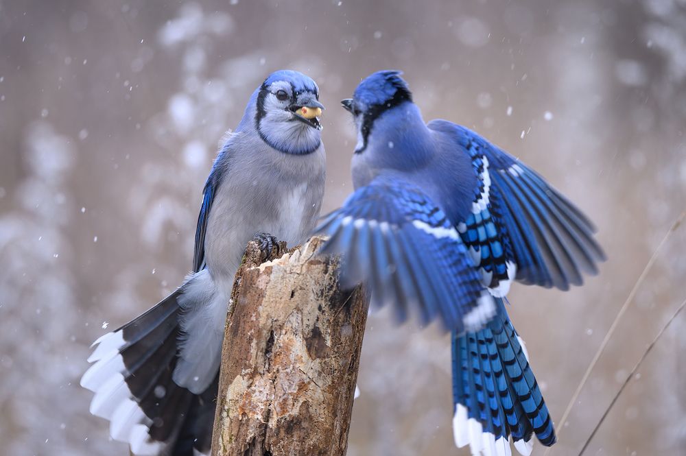Blue jay