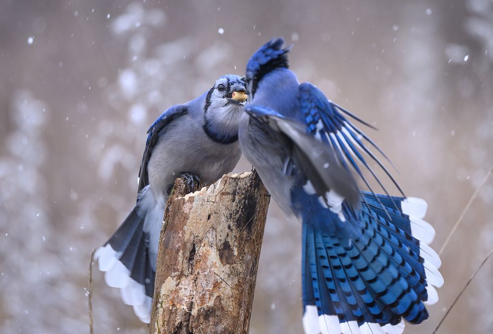 Blue jay