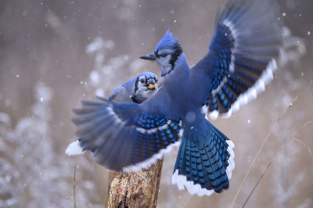 Blue jay