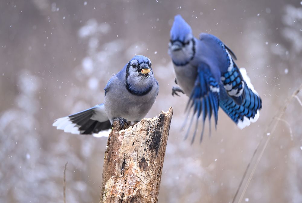 Blue jay