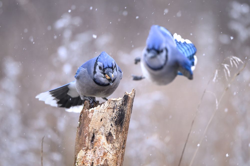 Blue jay