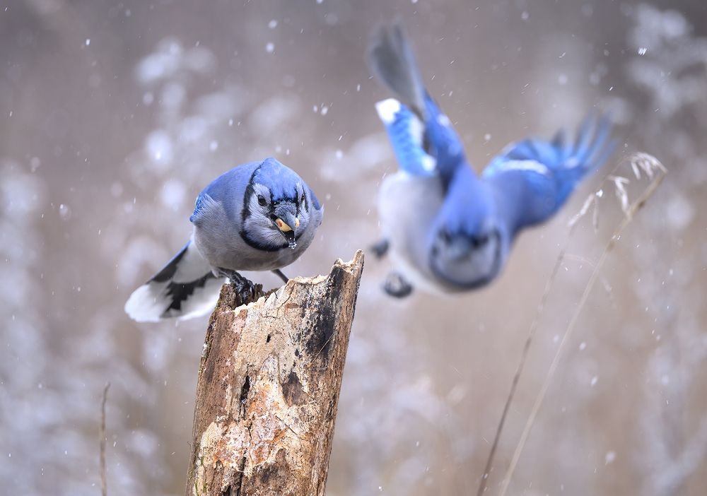Blue jay