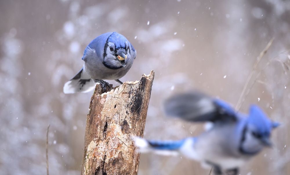 Blue jay