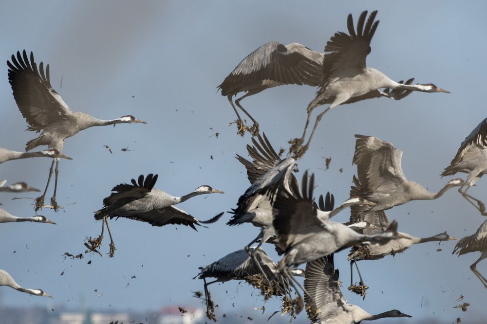 For more wildlife photos, follow the Instagram profile @divlja_srbija